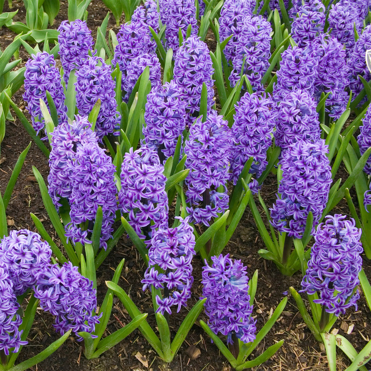 Jacinthe Blue Jacket - Hyacinthus orientalis Blue Jacket - Bakker