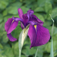 Iris du Japon Variegata - Iris ensata Variegata - Bakker