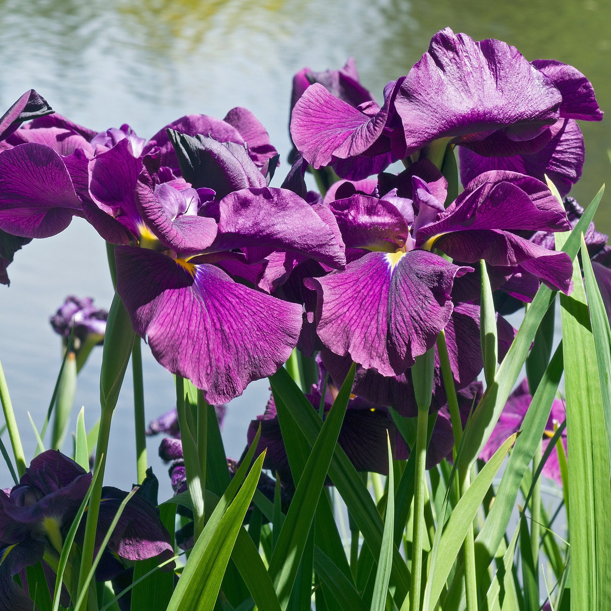 Iris du Japon Variegata - Bakker