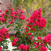 Lagerstroemia indica Red Rocket - Lilas des Indes Red Rocket - Lilas des indes