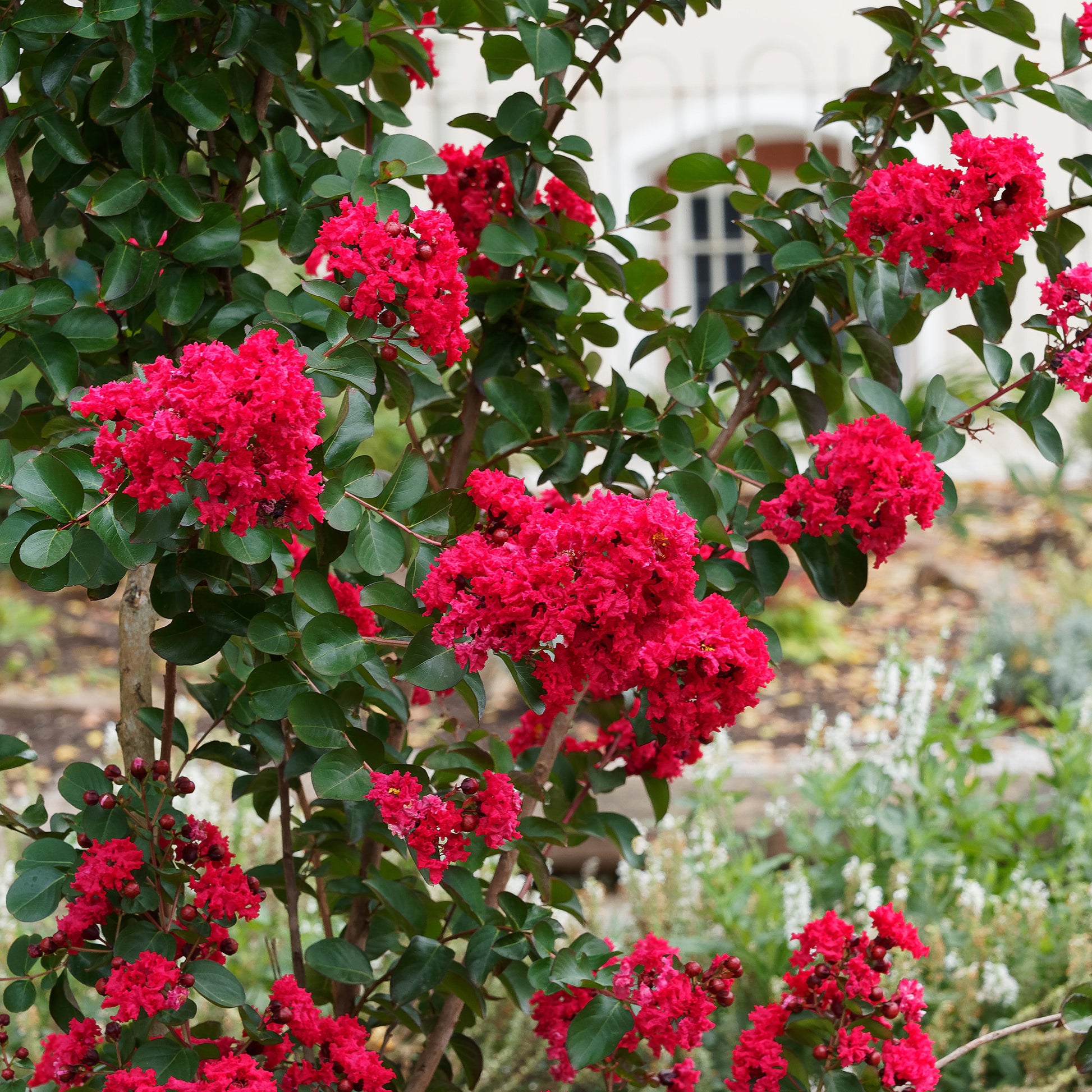 Lilas des Indes Red Rocket - Bakker