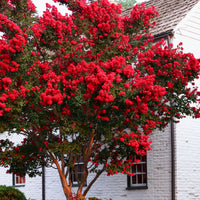 Lilas des indes - Lilas des Indes Red Rocket - Lagerstroemia indica Red Rocket