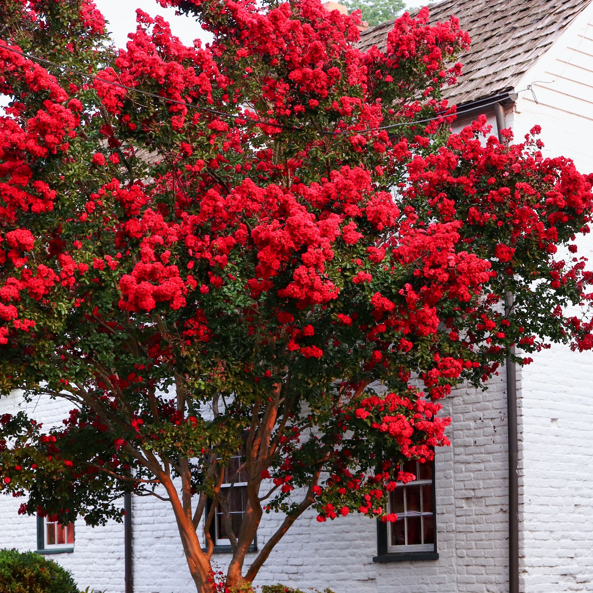 Lilas des indes - Lilas des Indes Red Rocket - Lagerstroemia indica Red Rocket