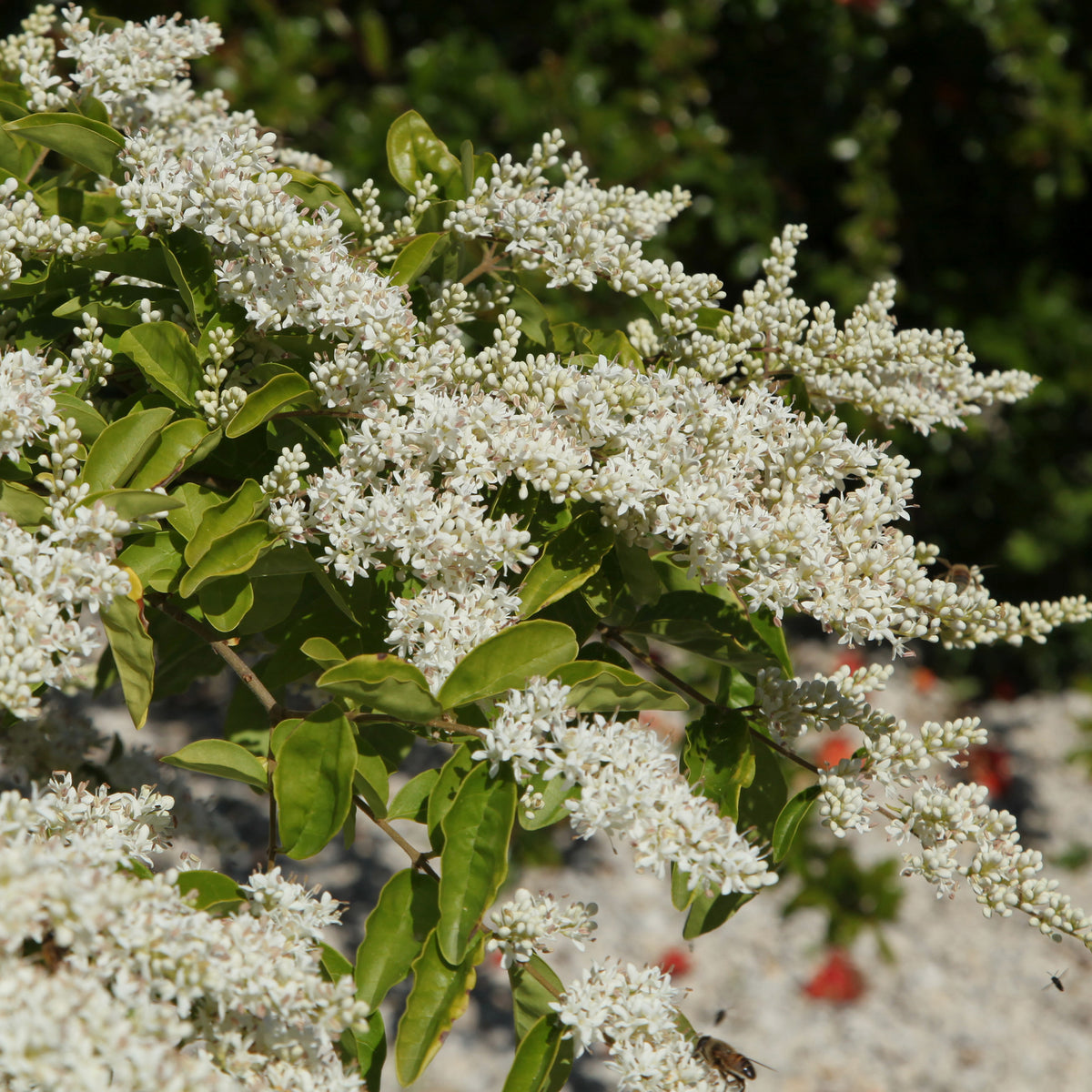 Ligustrum lucidum - Troène de Chine - Troènes - Ligustrum