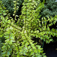 Chèvrefeuille à feuille de buis Lemon Beauty - Lonicera nitida Lemon Beauty - Bakker