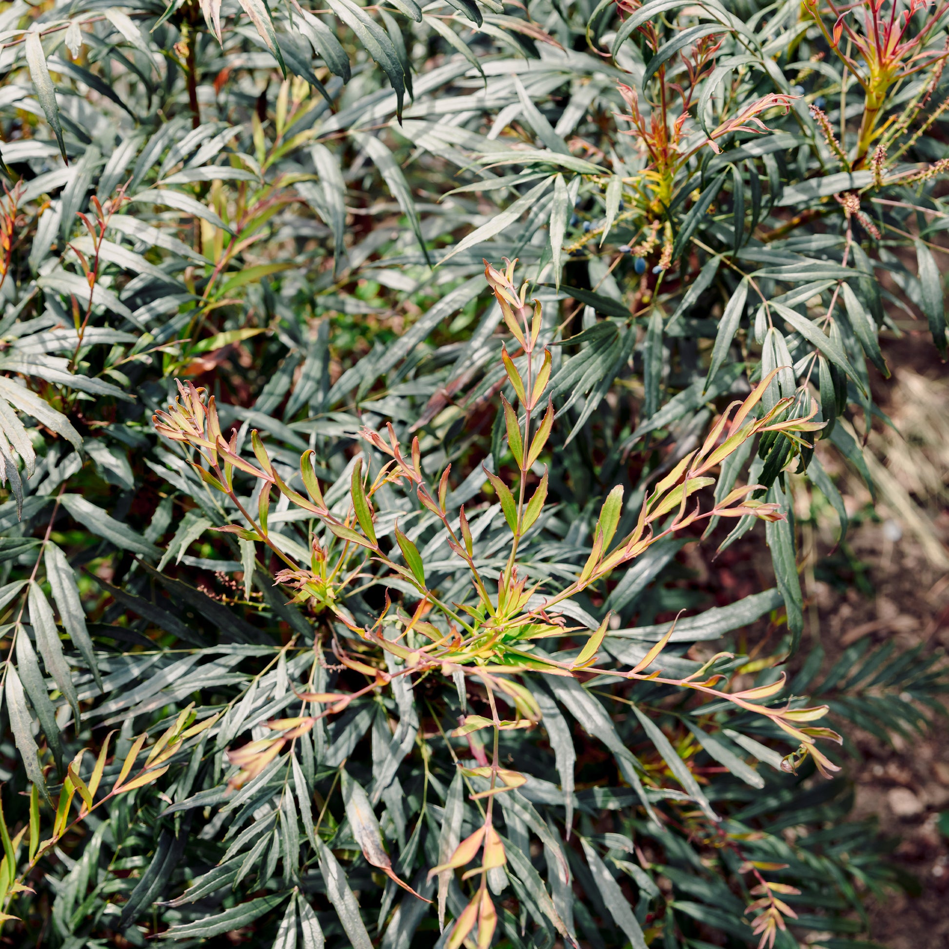 Mahonia confusa Narihira - Bakker