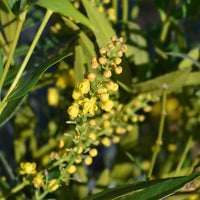 Mahonia confusa Narihira - Mahonia confusa Narihira - Mahonia