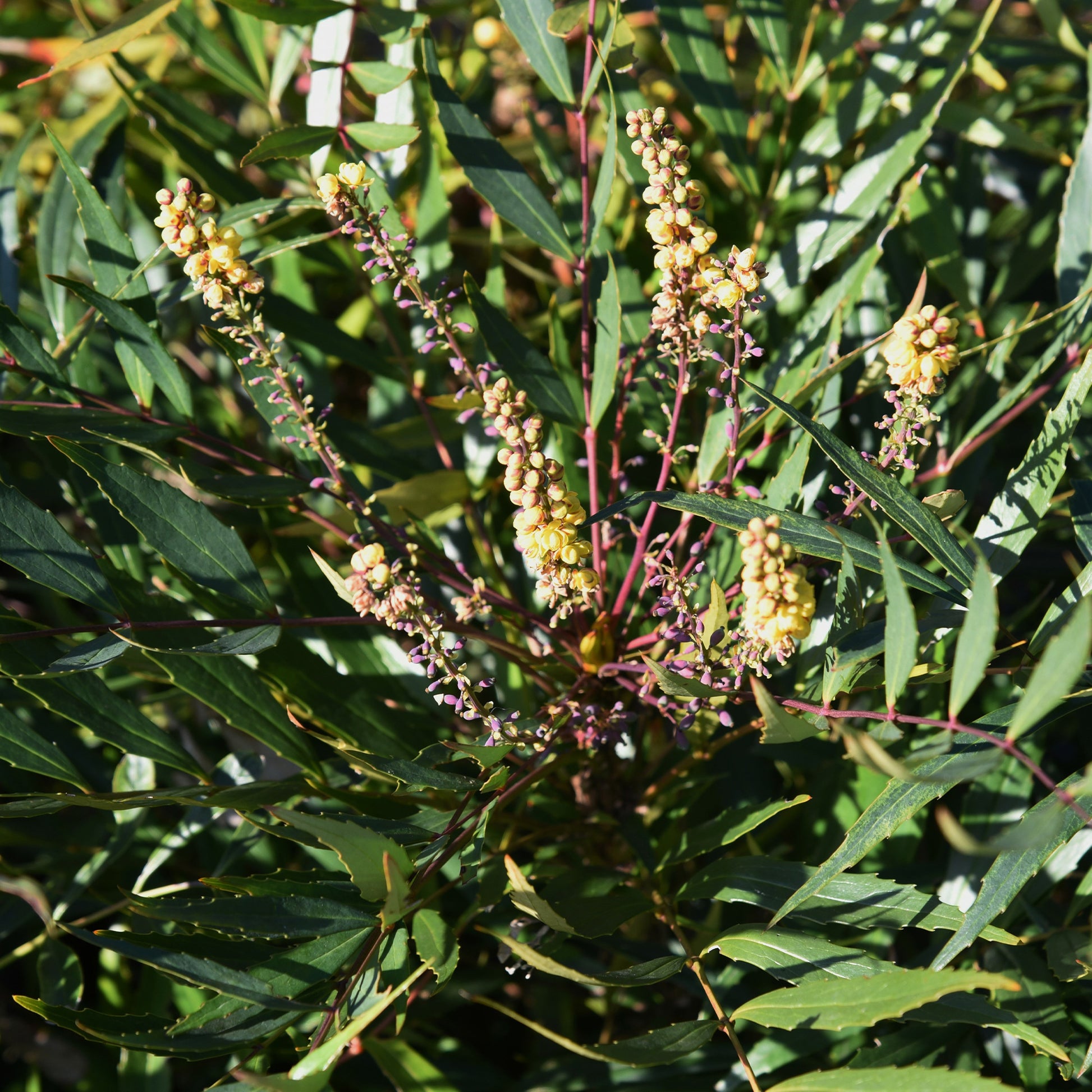 Mahonia confusa Narihira - Mahonia confusa Narihira - Bakker