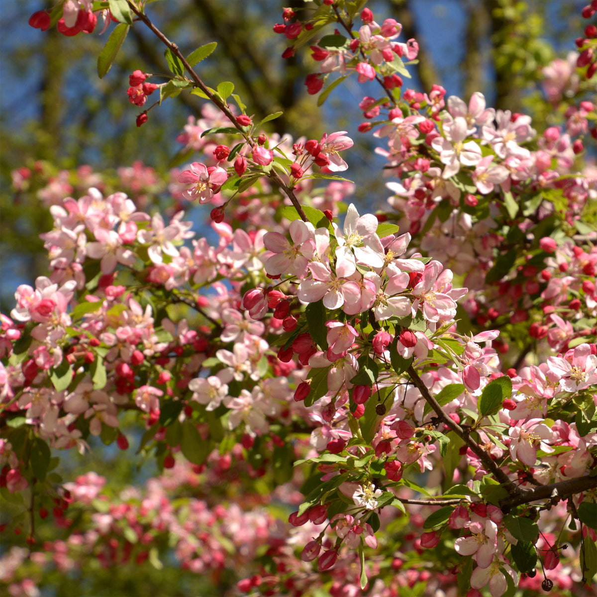 Pommier du Japon - Bakker