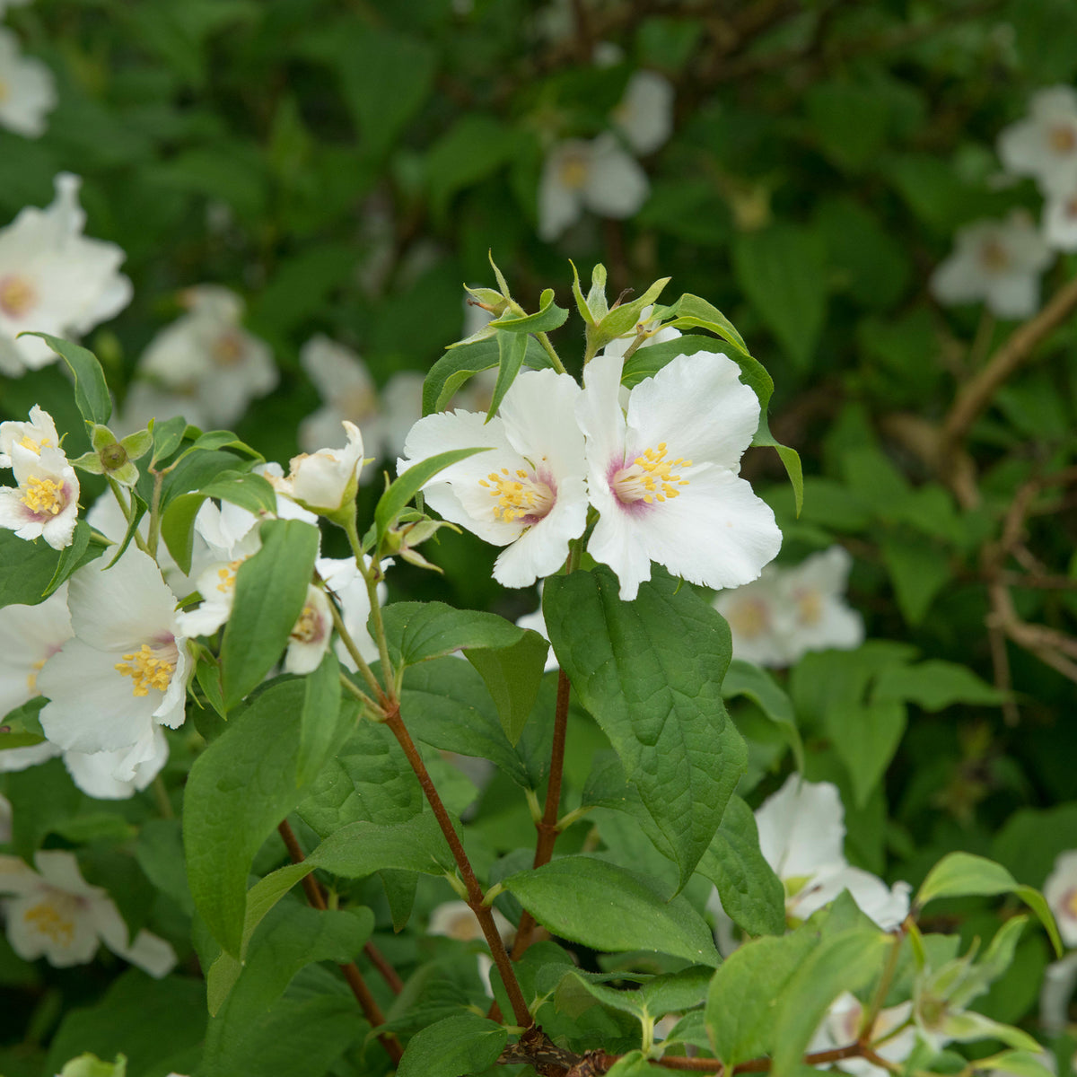 Seringat Belle Etoile - Philadelphus - Philadelphus Belle Etoile - Bakker