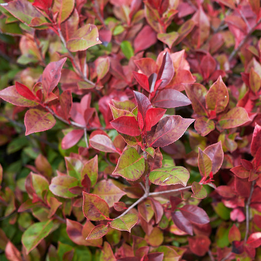 Photinia Little Red Robin - Bakker