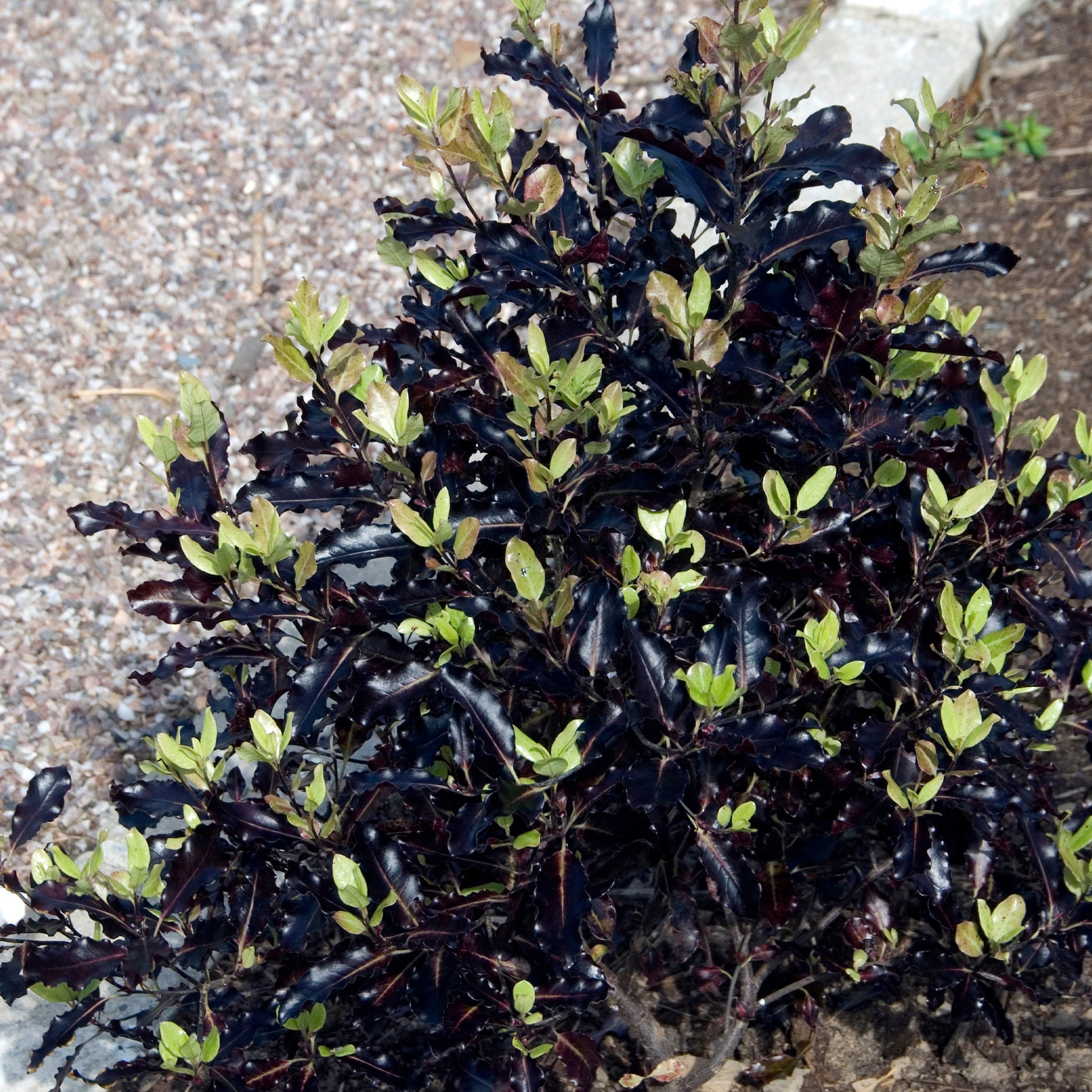 Pittosporum tenuifolium Tom Thumb - Bakker