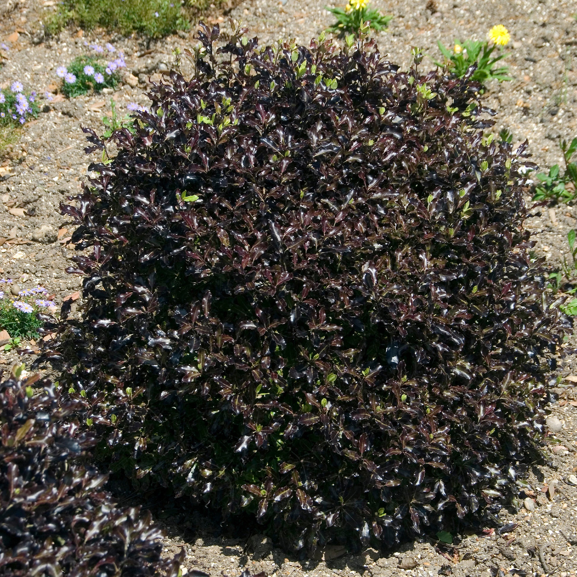 Pittosporum tenuifolium Tom Thumb - Pittosporum tenuifolium Tom Thumb - Bakker