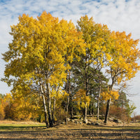 Populus tremula - Peuplier tremble - Peuplier