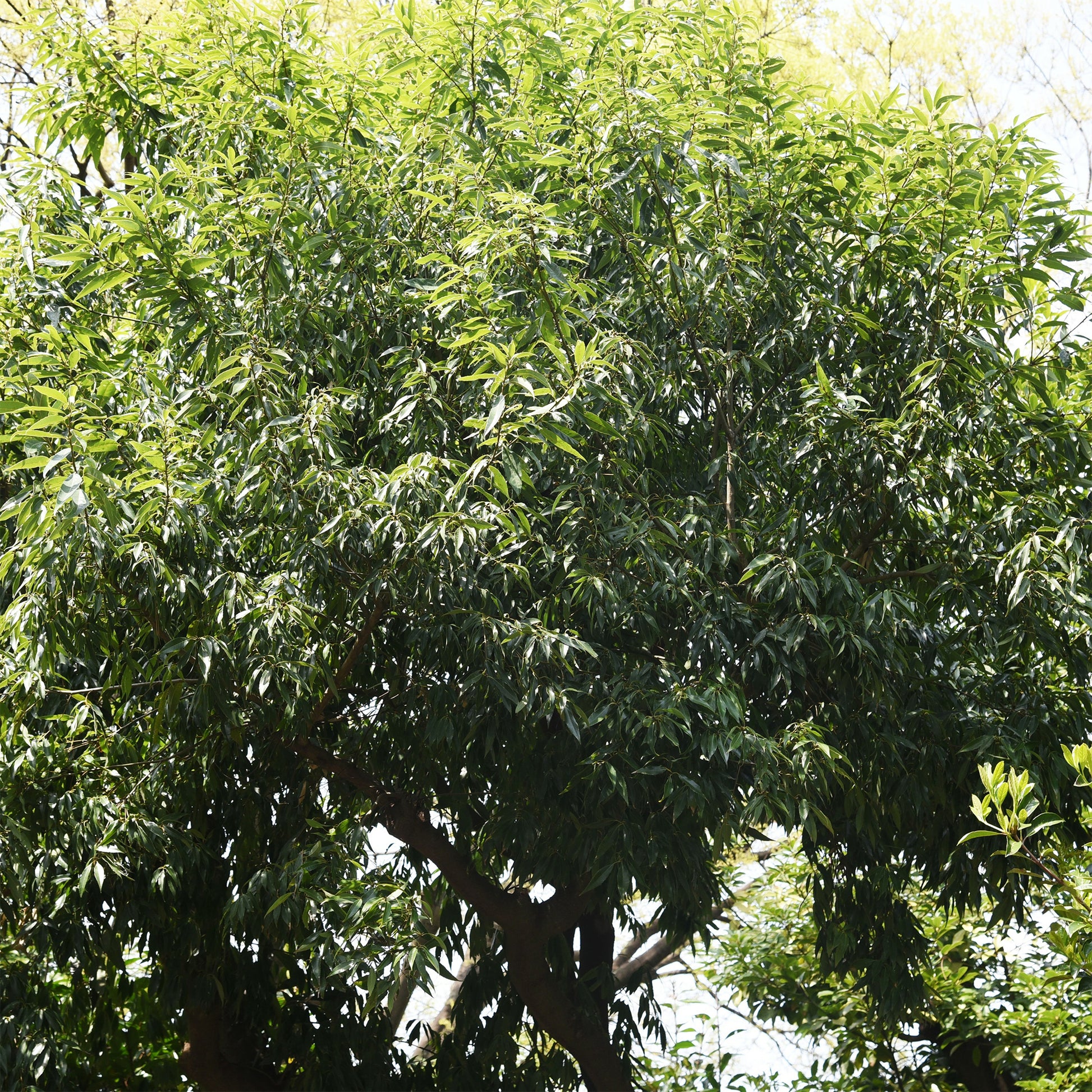 Chêne à feuilles de myrsine - Quercus myrsinifolia - Bakker