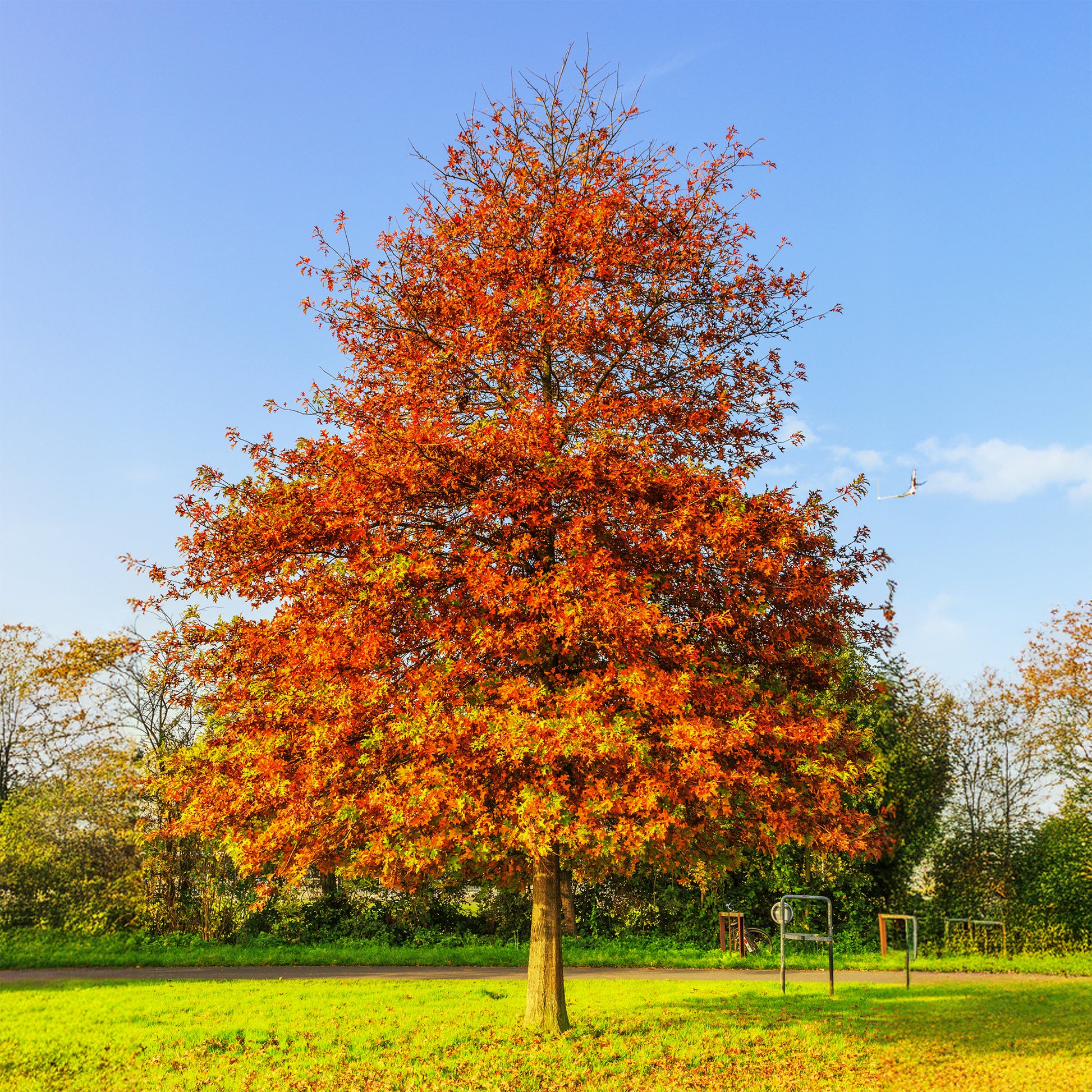 Quercus palustris - Chêne des marais - Arbres