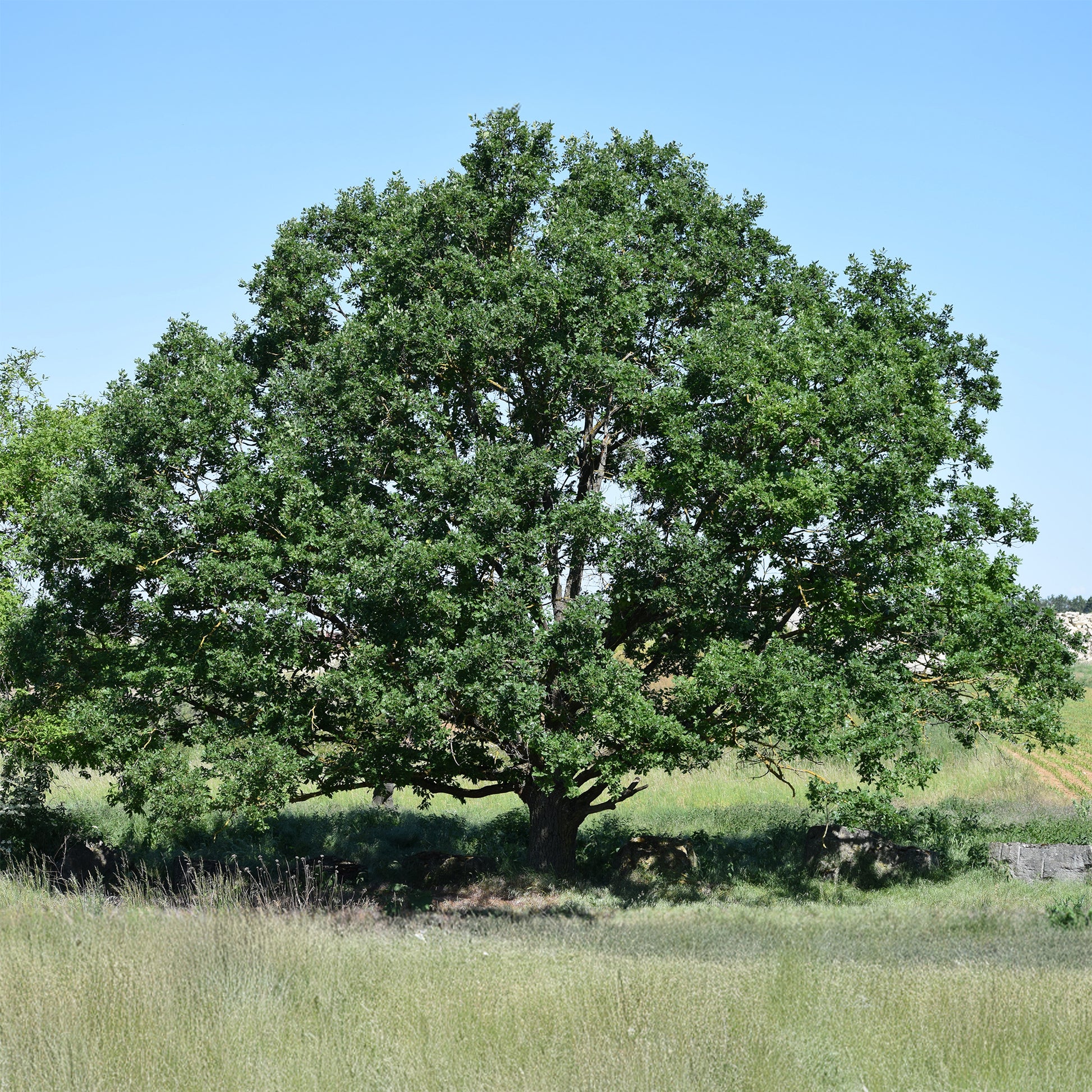 Chêne rouvre - Quercus petraea - Bakker