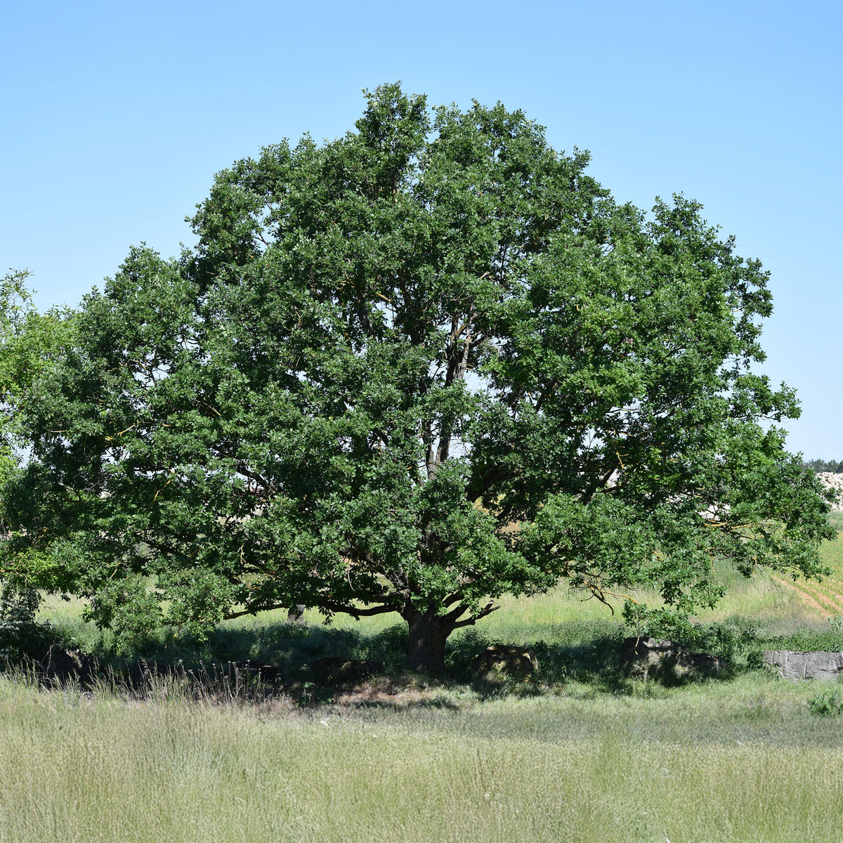 Chêne rouvre - Quercus petraea - Bakker