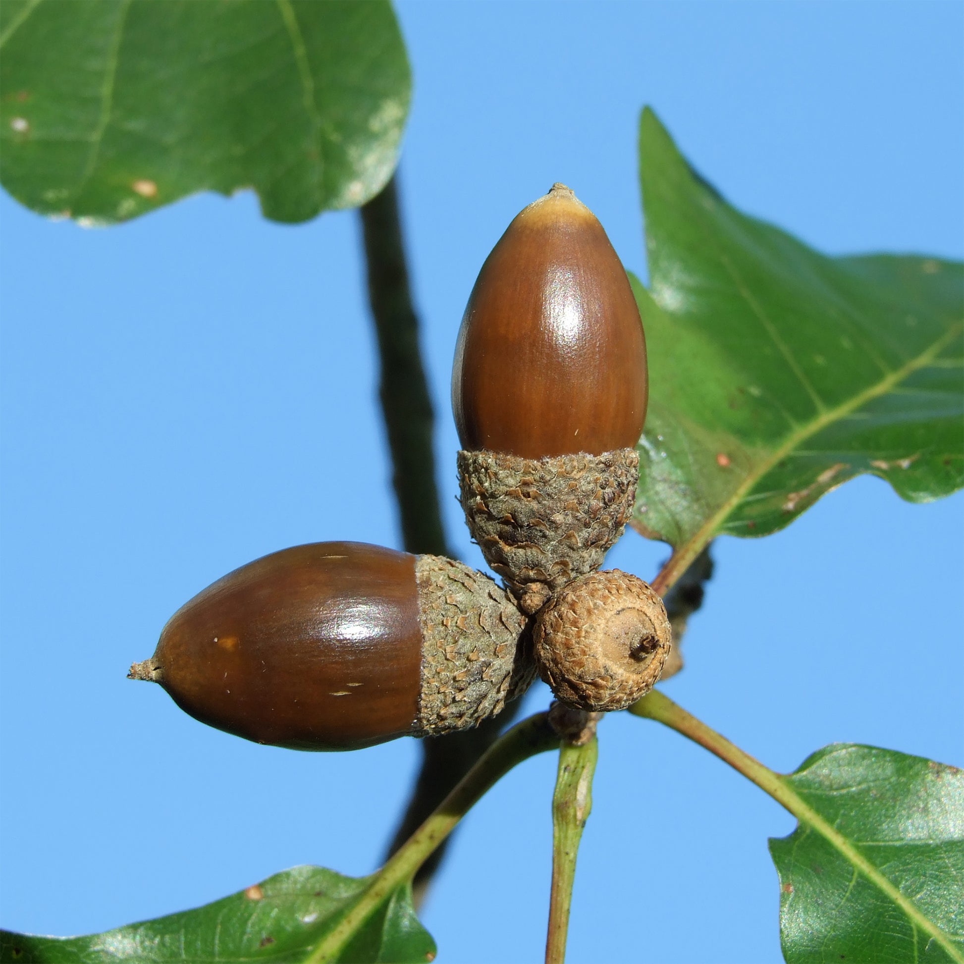 Quercus petraea - Chêne rouvre - Arbres