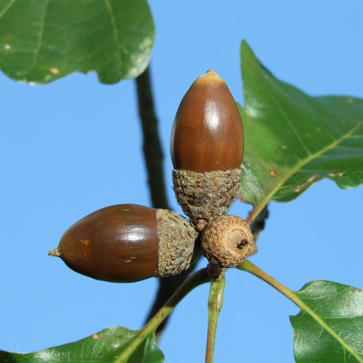 Quercus petraea - Chêne rouvre - Chêne