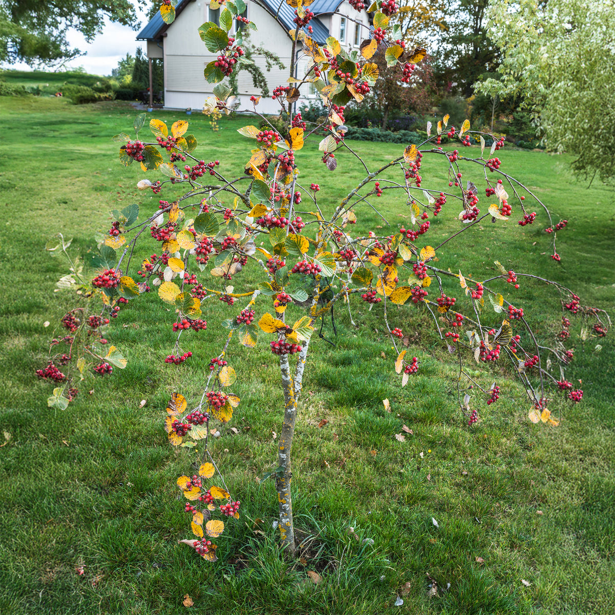 Alisier blanc Lutescens - Bakker