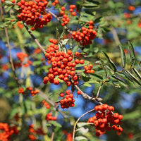 Sorbus aucuparia - Sorbier des oiseleurs - Sorbier