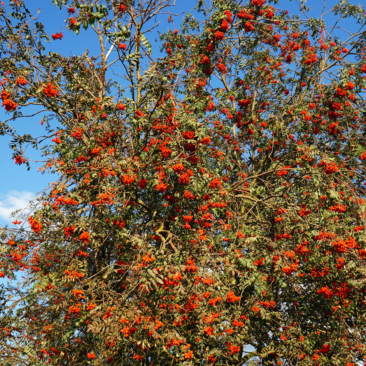 Vente Sorbier des oiseleurs - Sorbus aucuparia