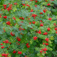 Sorbier - Sorbier des oiseleurs - Sorbus aucuparia