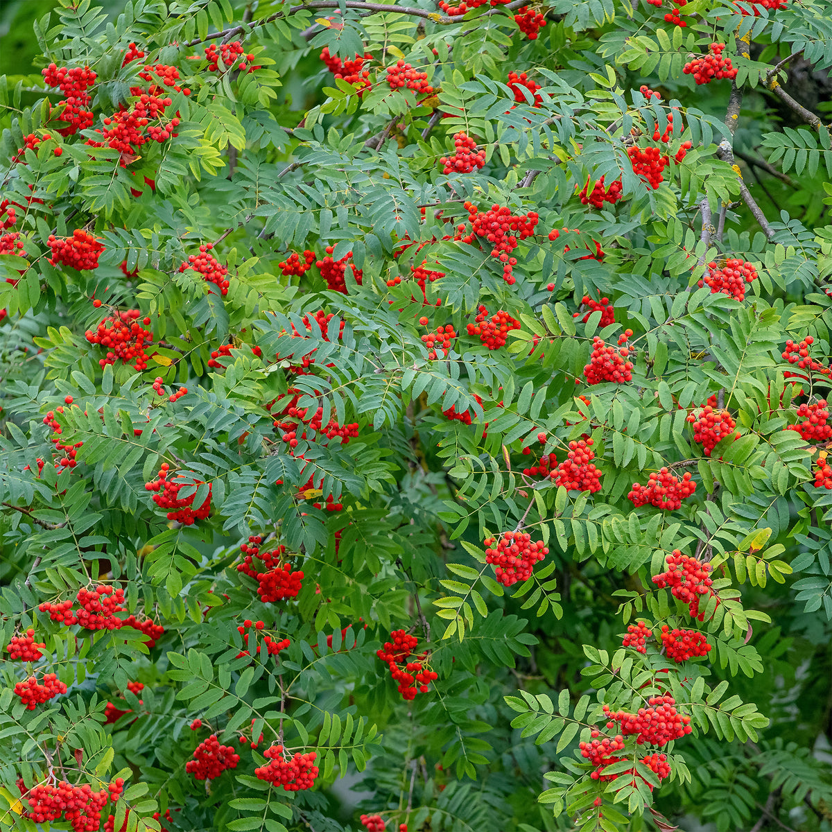 Sorbier - Sorbier des oiseleurs - Sorbus aucuparia