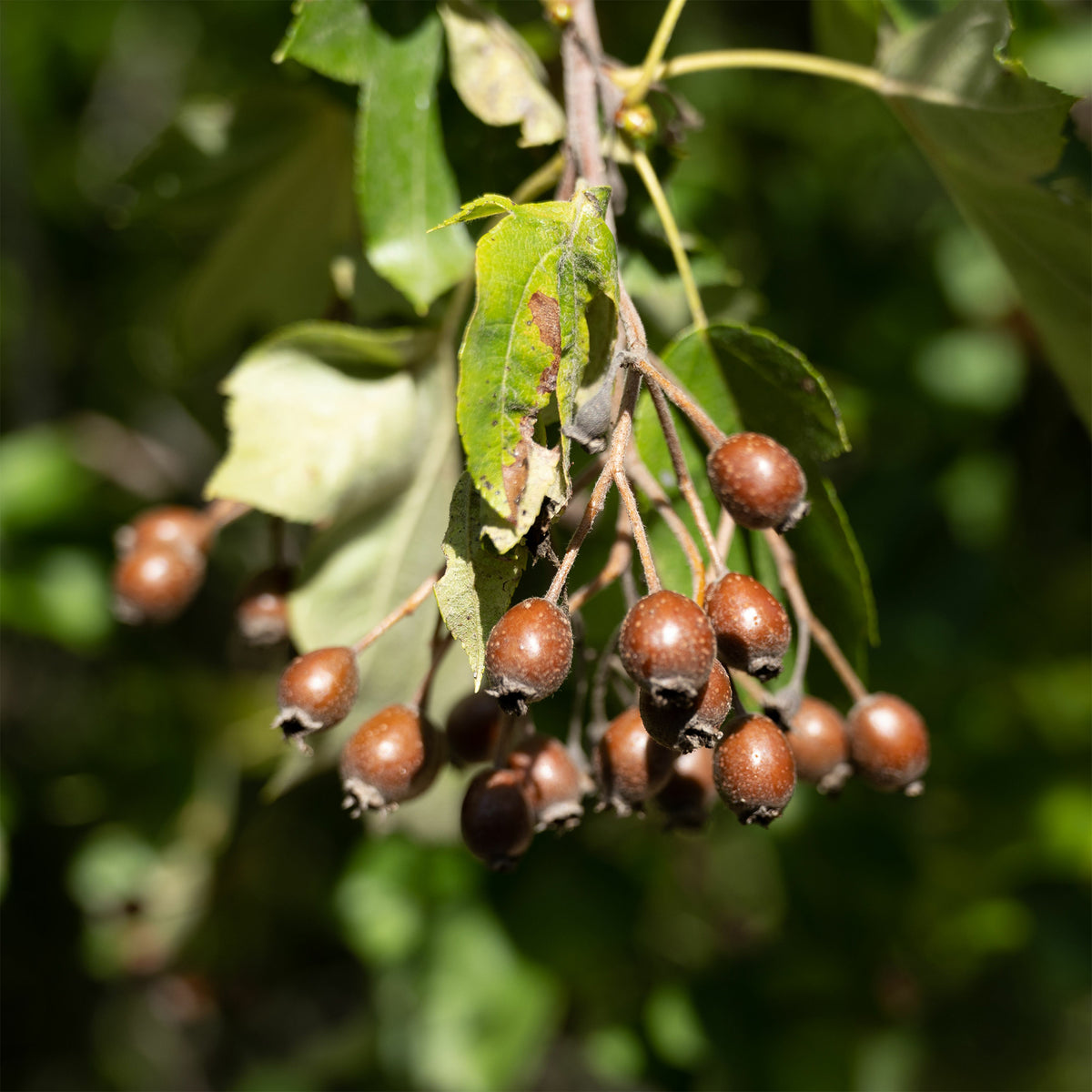 Sorbier torminal - Alisier torminal - Sorbus torminalis - Bakker