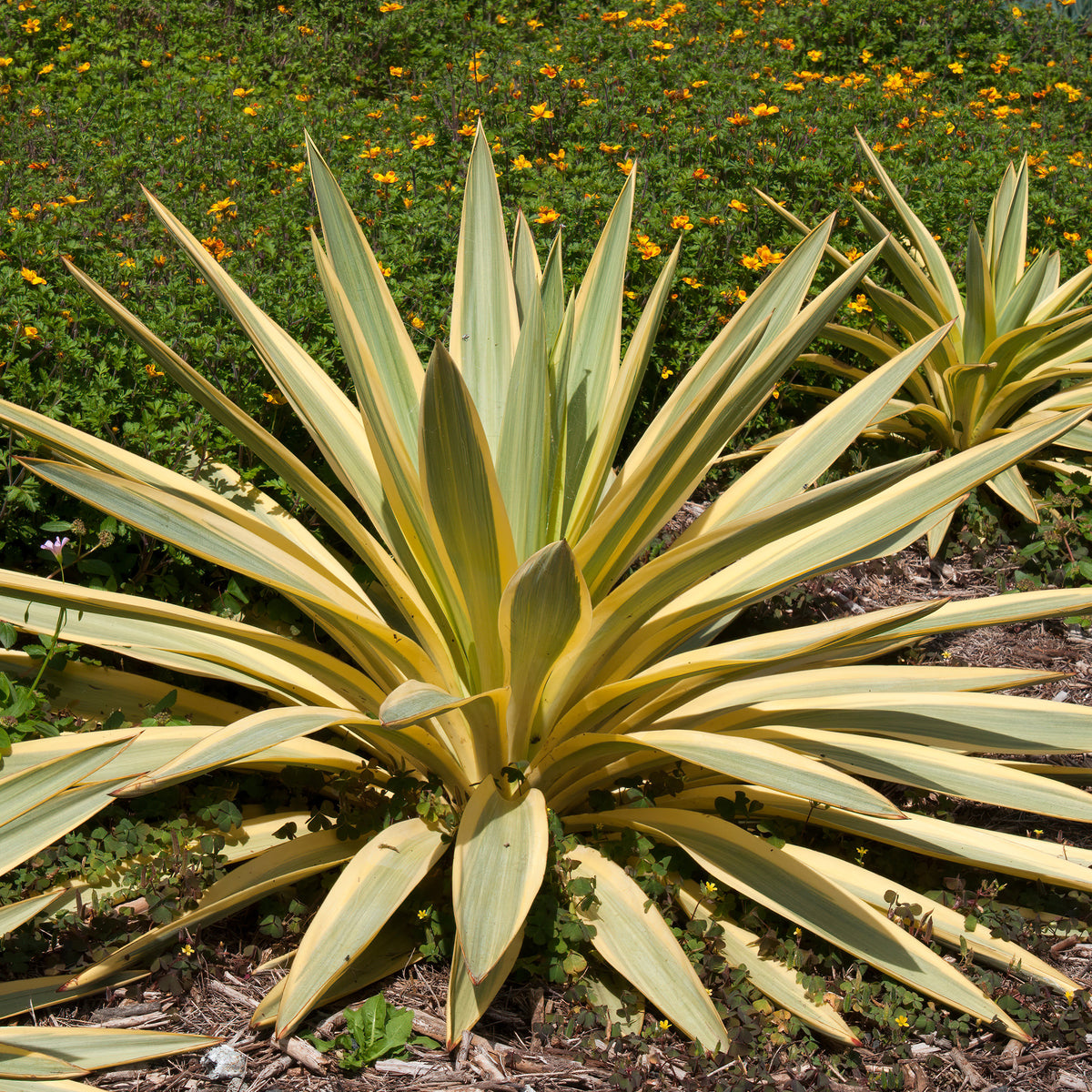 Yucca gloriosa Citrus Twist ® - Yucca gloriosa Citrus twist® - Yucca