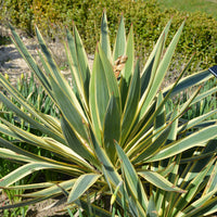 Yucca gloriosa Citrus twist® - Bakker