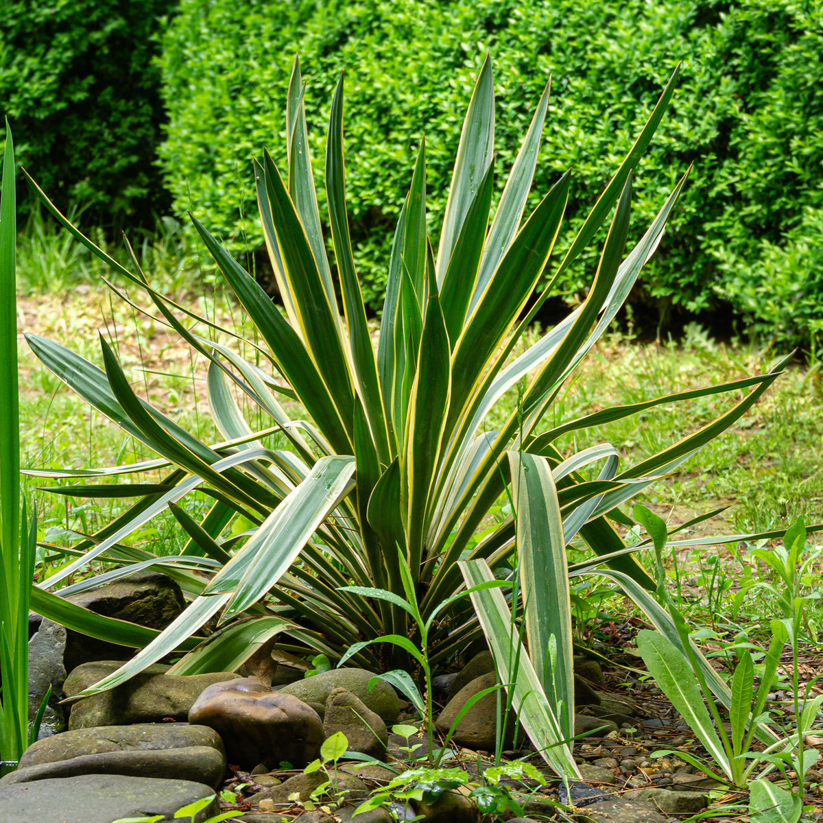 Yucca gloriosa Variegata - Yucca gloriosa Variegata - Bakker