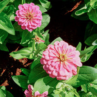Zinnia  rose