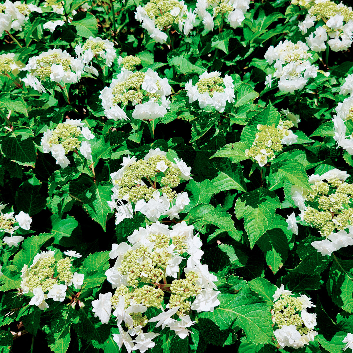 Hortensia Doppio Bianco