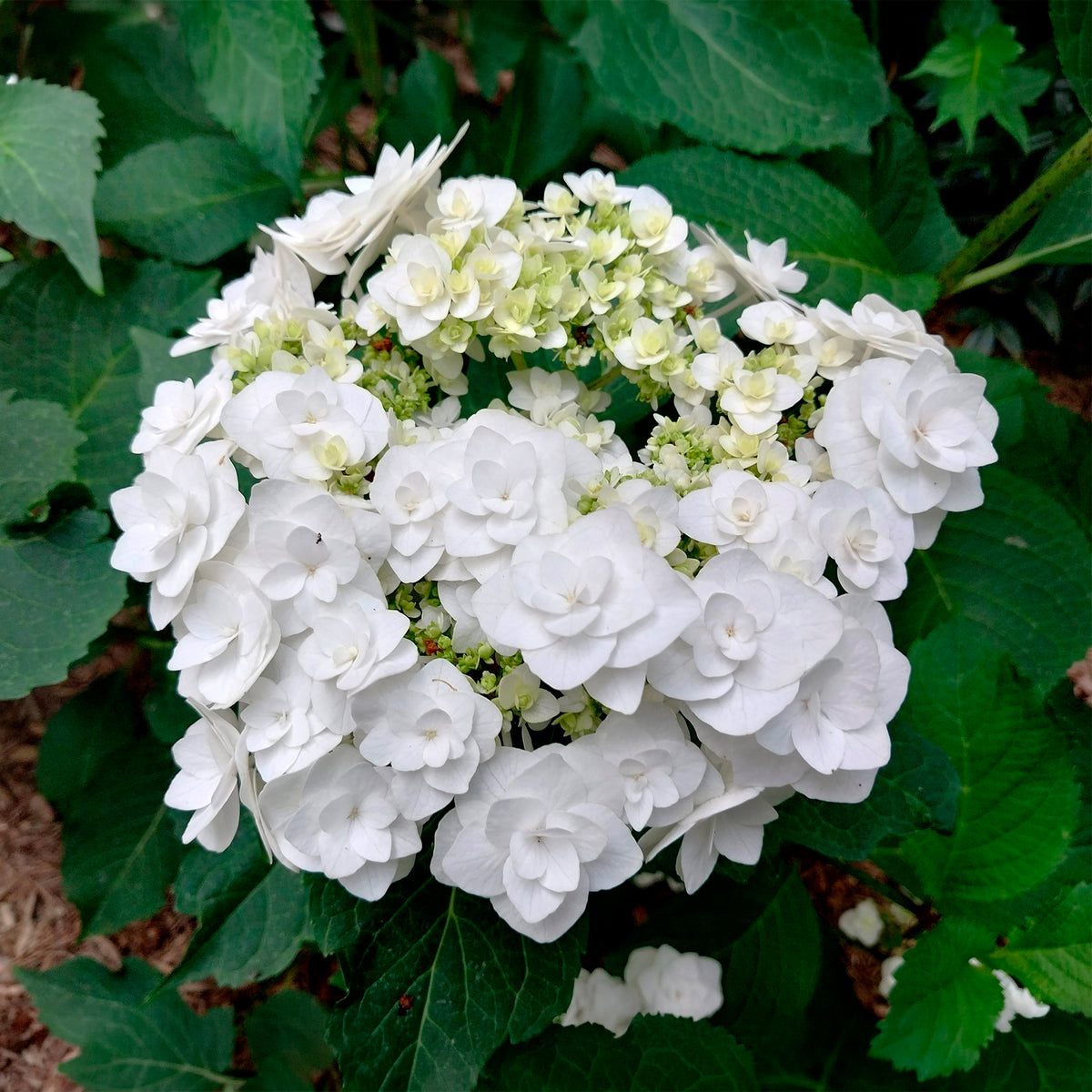 Hortensia Doppio Bianco
