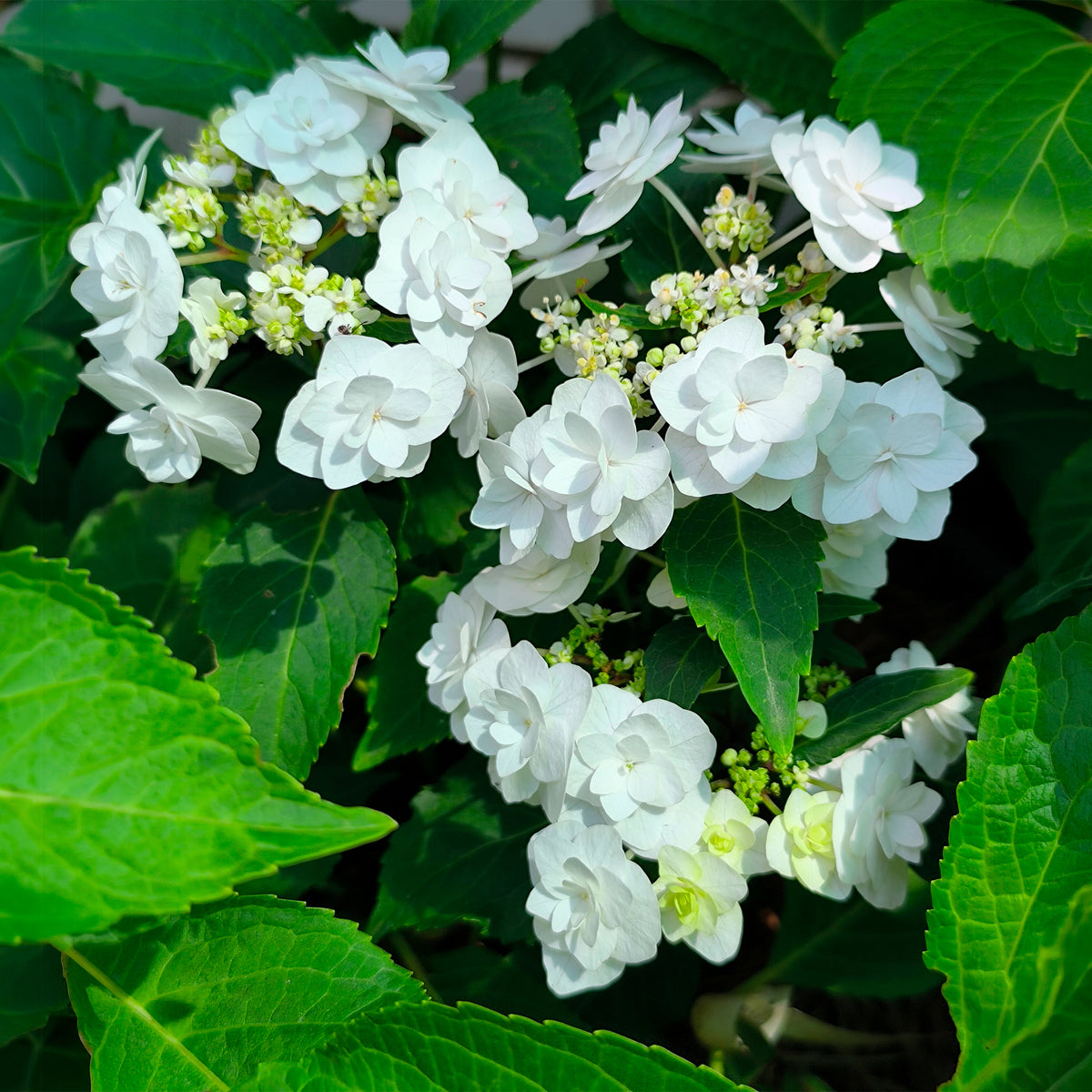 Hortensia Doppio Bianco