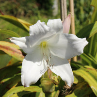 Bulbes d'été - Crinole blanc - Crinum powellii Album