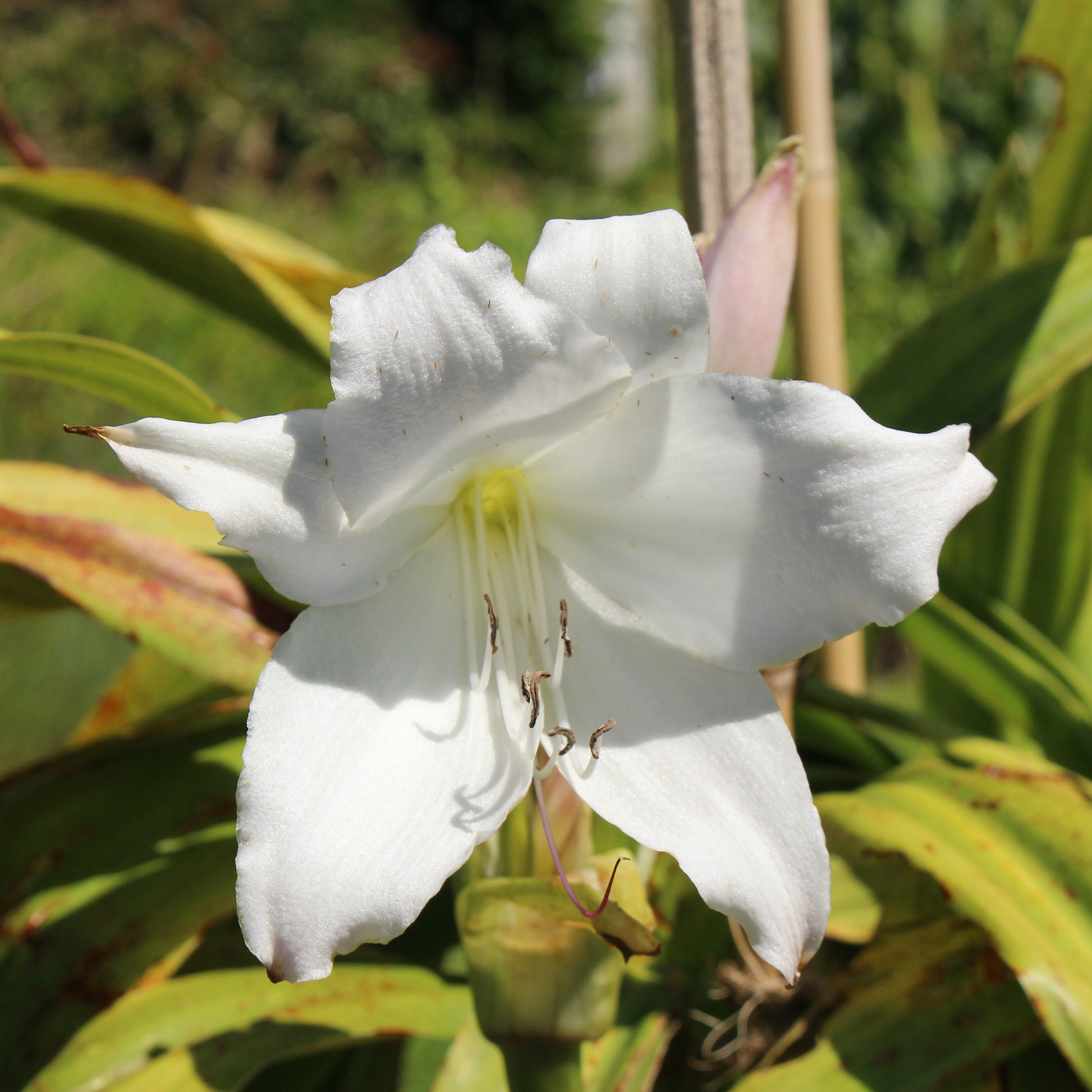 Bulbes d'été - Crinole blanc - Crinum powellii Album