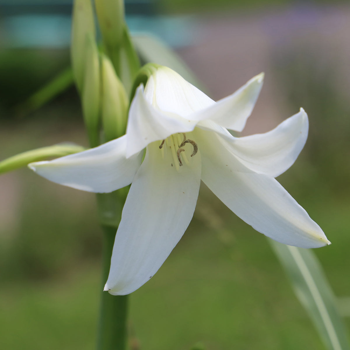 Crinum powellii Album - Crinole blanc - Bulbes d'été