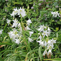 Crinole blanc - Crinum powellii Album - Bakker