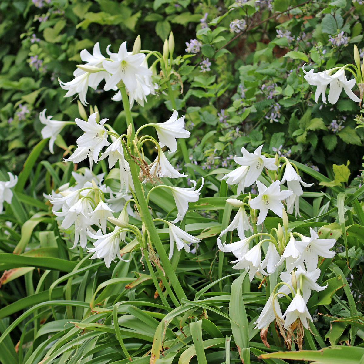 Crinole blanc - Crinum powellii Album - Bakker