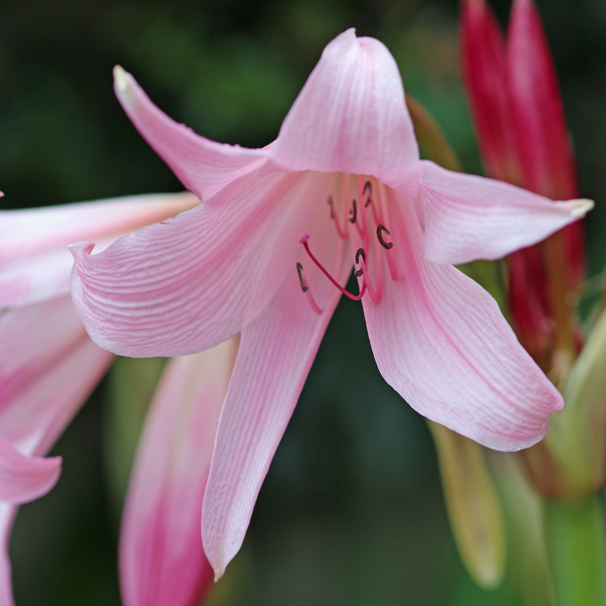 Crinole rose - Bakker