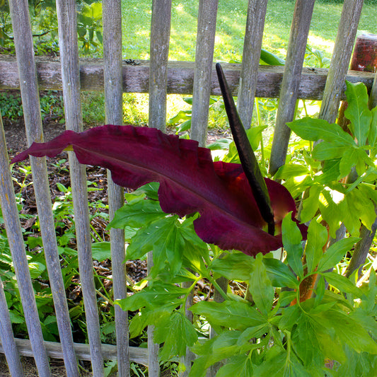 Serpentaire - Bakker