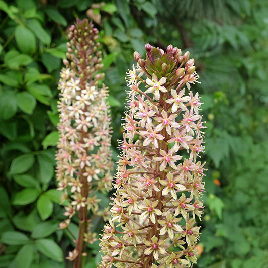 Eucomis Sparkling Burgundy® - Bakker