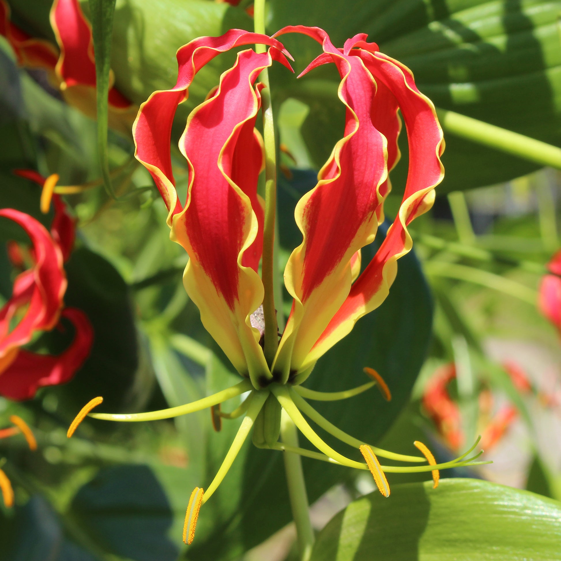 Gloriosa Carsonii - Lis de Malabar - Bakker
