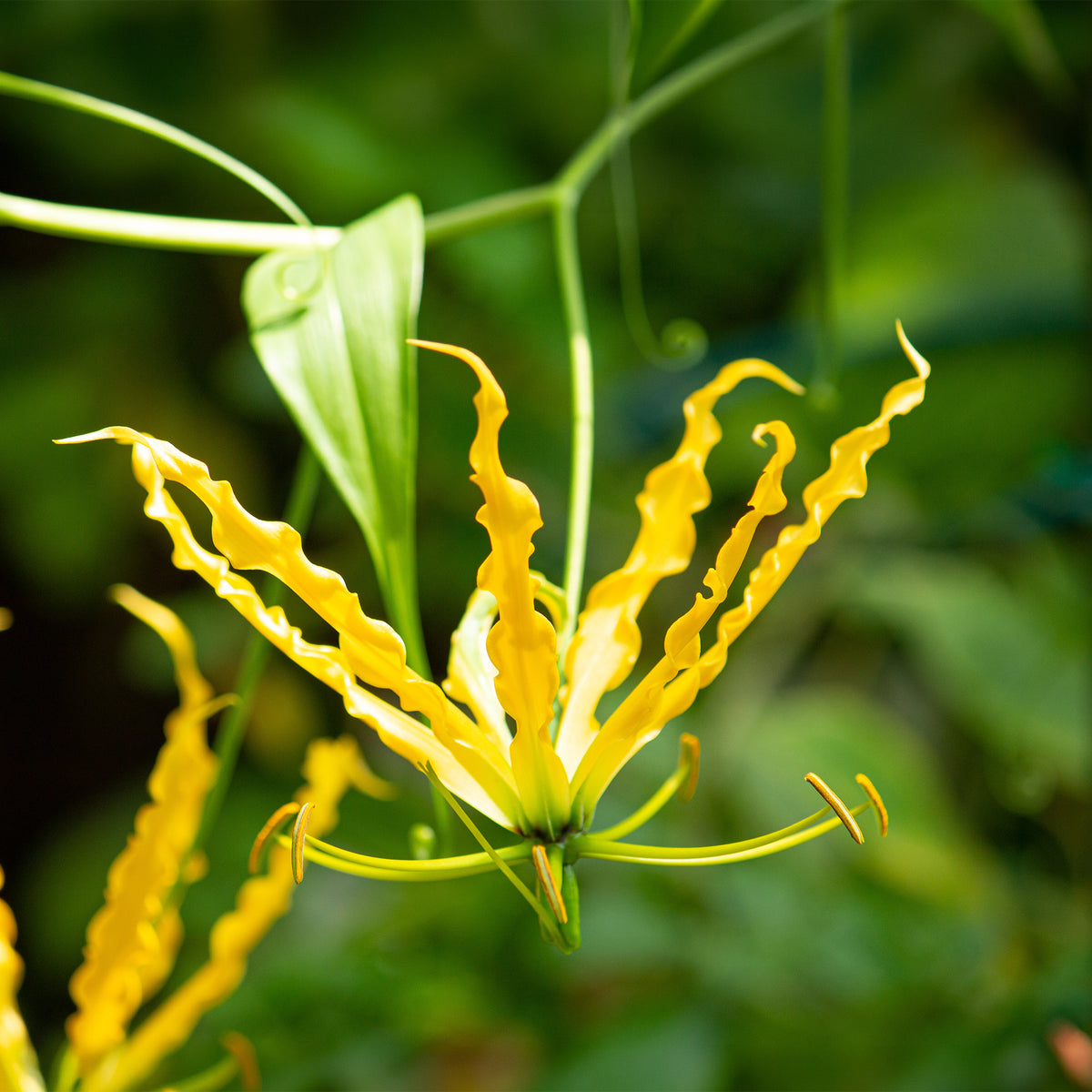 Gloriosa jaune - Lis de Malabar