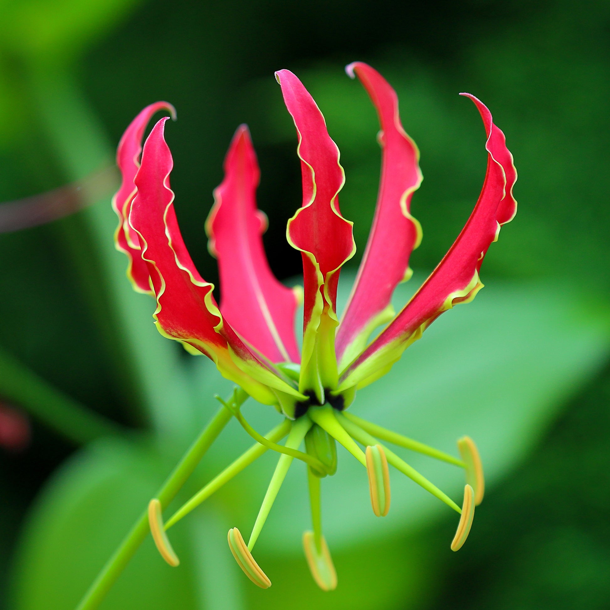 Gloriosa jaune - Lis de Malabar - Bakker