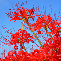 Lis araignée rouge - Bakker