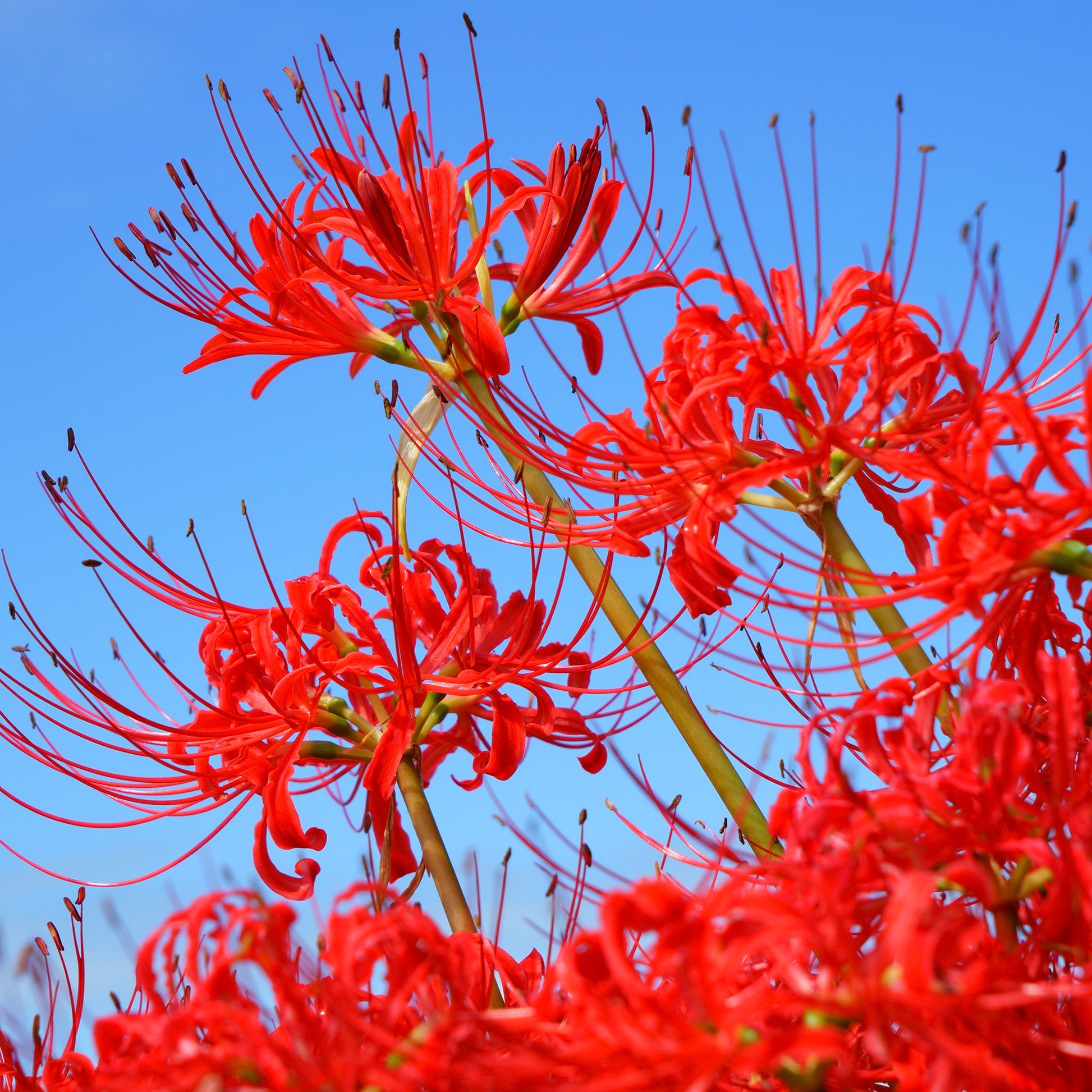 Lis araignée rouge - Bakker